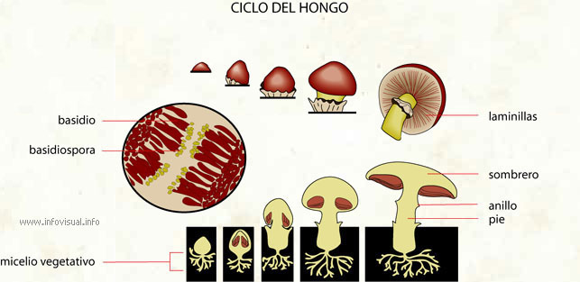 Ciclo del hongo